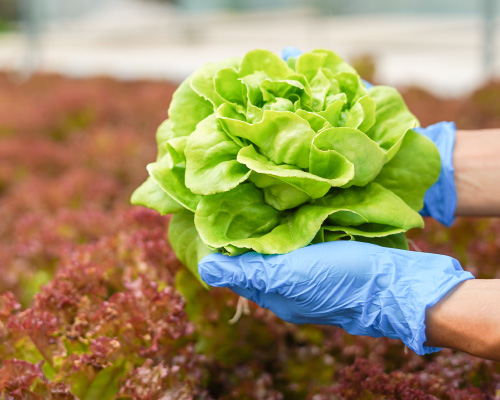 lettuce head